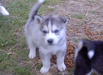 ... potty train siberian husky puppies for sale - Dogs for sale, puppies