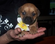 Jug Puppies - Pug x Jack Russell