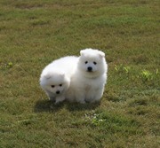  PureBred Japanese Spitz Puppies,  from best champion Blood Line. $250