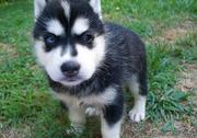 cute and lovely blue eyes husky puppies for sale