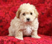 Maltese puppy for adoption.