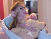 Cute And Lovely Baby Capuchin Monkey For Adoption