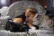 New Zealand Huntaway cross Labrador Puppies For Sale. 